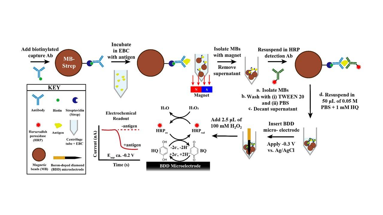Electrochemical Immunoassays