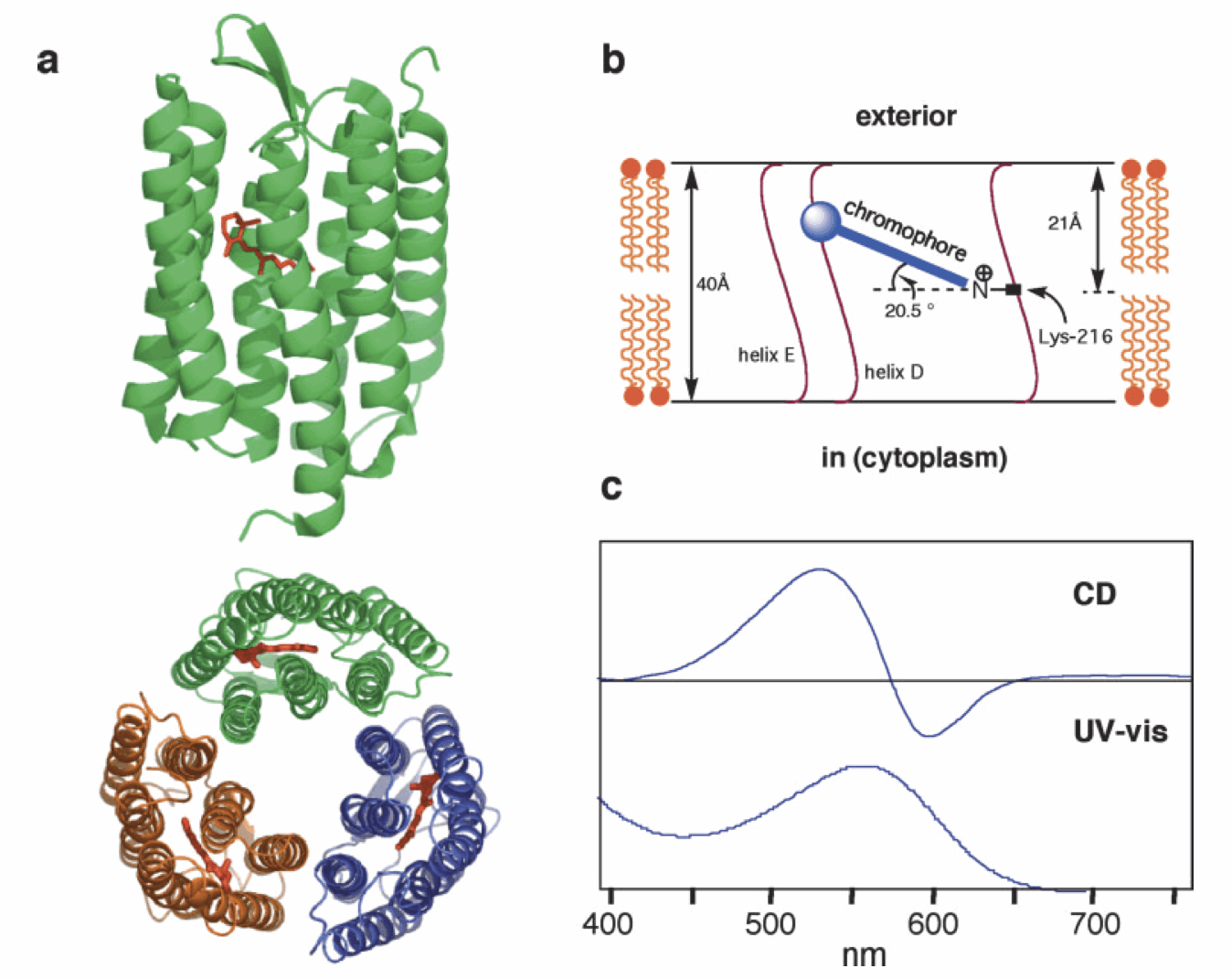 Circular Dichroism of Heterochromophoric and Partially Regenerated Purple Membrane: Search for Exciton Coupling
