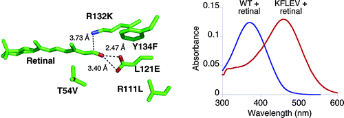 Engineering a Rhodopsin Protein Mimic