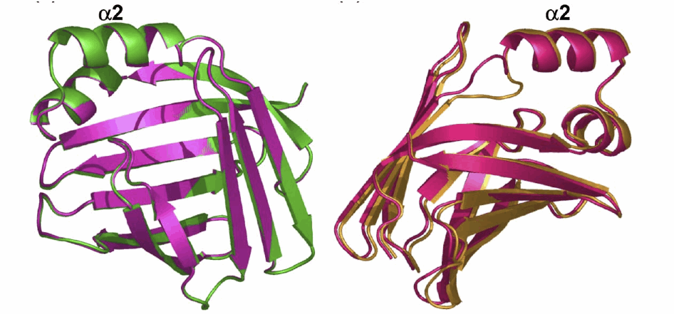 The Structure of Apo-Wild Type Cellular Retinoic Acid Binding Protein II at 1.4 A and its Relationship to Ligand Binding and Nuclear Translocation