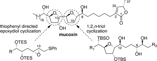 Synthesis of the Proposed Structure of Mucoxin via Regio- and Stereoselective Tetrahydrofuran Ring-Forming Strategies