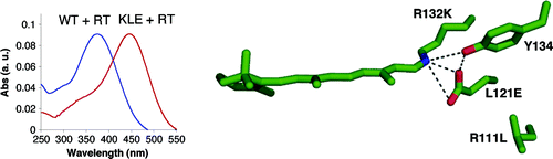 Protein Design: Reengineering Cellular Retinoic Acid Binding Protein II into a Rhodopsin Protein Mimic