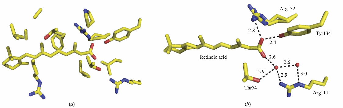 Structural Analysis of Site-Directed Mutants of Cellular Retinoic Acid Binding Protein II Addresses the Relationship Between Structural Integrity and Ligand Binding
