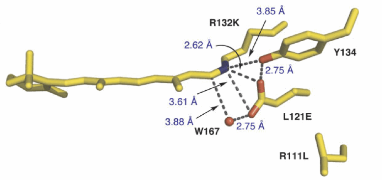 Elucidating the Exact Role of Engineered CRABPII residues for the Formation of a Retinal Protonated Schiff Base