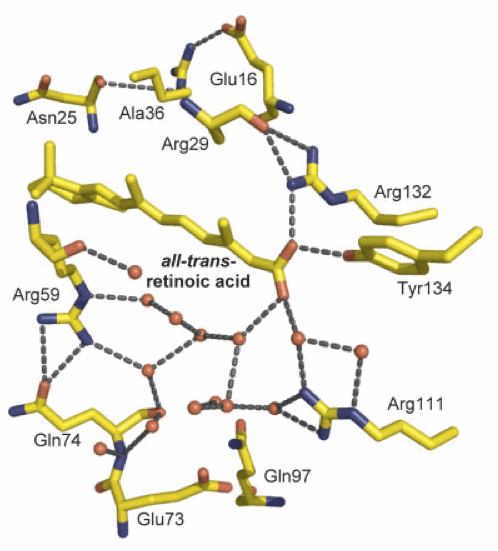 Dissection of the Critical Binding Determinants of Cellular Retinoic Acid Binding Protein II by Mutagenesis and Fluorescence Quenching