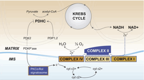 Regulation of Intermediary Metabolism by the PKC Delta Signalosome in Mitochondria