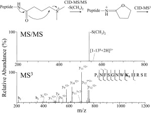 "Fixed Charge" Chemical Derivatization and Data Dependant Multistage Tandem Mass Spectrometry for Mapping Protein Surface Residue Accessibility