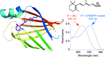 Probing Wavelength Regulation with an Engineered Rhodopsin Mimic and a C-15-Retinal Analogue