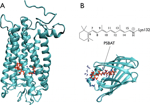Toward an Understanding of the Retinal Chromophore in Rhodopsin Mimics