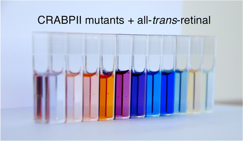 Rational Design of a Colorimetric pH Sensor from a Soluble Retinoic Acid Chaperone