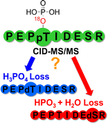 Quantification of Competing H3PO4 vs HPO3 + H2O Neutral Losses from Regioselective 18O-Labeled Phosphopeptides