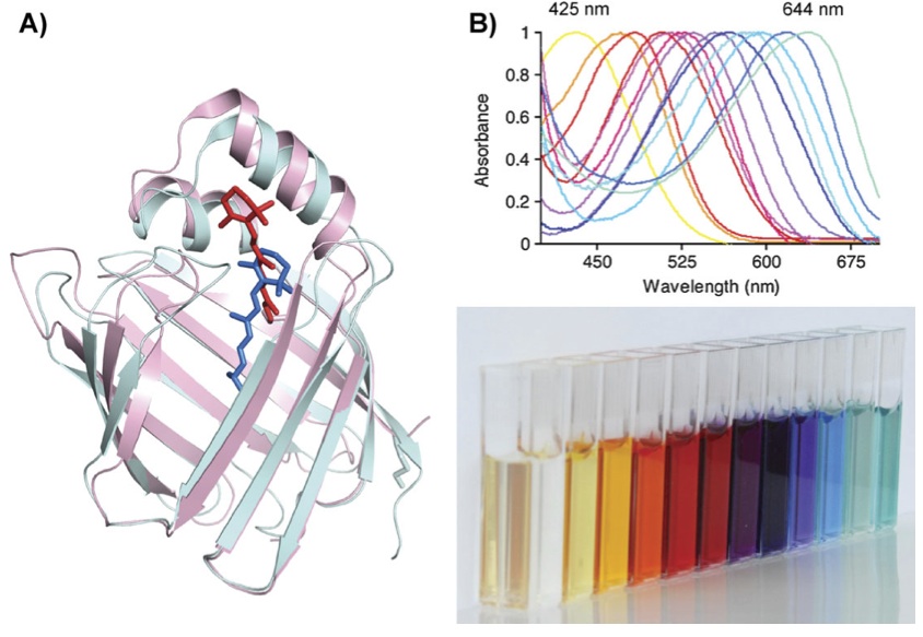 The Photochemical Determinants of Color Vision