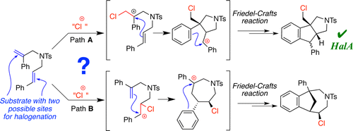 A New Tool to Guide Halofunctionalization reactions: The Halenium Affinityu (HalA) Scale