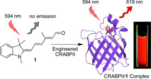 "Turn-On" Protein Fluorescence: In Situ Formation of Cyanine Dyes
