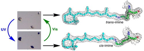 A Photoisomerizing Rhodopsin Mimic Observed at Atomic Resolution