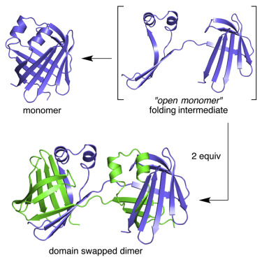 Domain-Swapped Dimers of Intracellular Lipid-Binding Proteins: Evidence for Ordered Folding Intermediates