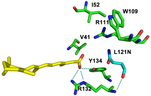 Free-Energy-Based Protein Design: Re-Engineering Cellular Retinoic Acid Binding Protein II Assisted by the Moveable-Type Approach