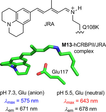 A Genetically Encoded Ratiometric pH Probe:  Wavelength Regulation-Inspired Design of pH Indicators