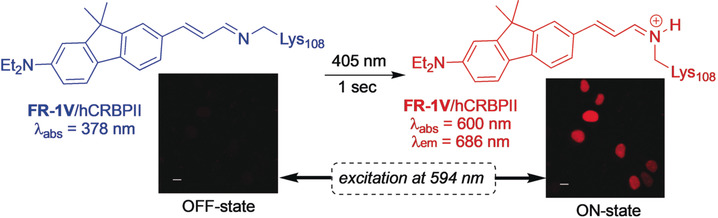 A Near-Infrared Photoswitchable Protein-Fluorophore Tag for No-Wash Live Cell Imaging