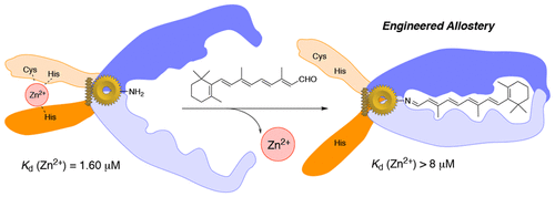 Engineering the hCRBPII Domain-Swapped Dimer into a New Class of Protein Switches