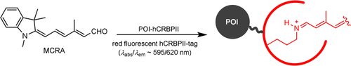 Engineering of a Red Fluorogenic Protein/Merocyanine Complex for Live-Cell Imaging