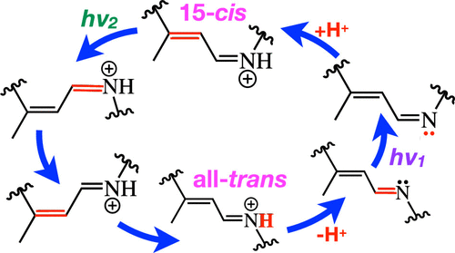 Computational and Spectroscopic Characterization of the Photocycle of an Artificial Rhodopsin