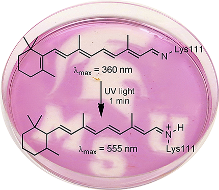 Protein Engineering, Wavelength Regulation Studies, Development of Colorimetric / Fluorescent Protein tags