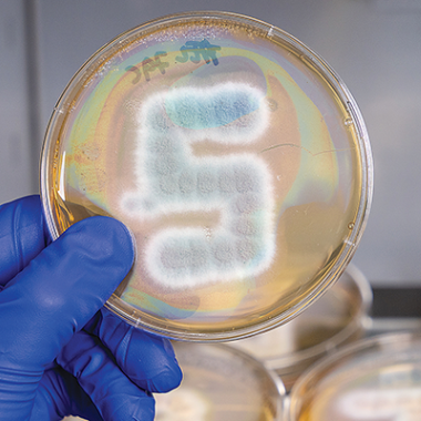 Huang Group researcher with blue gloves