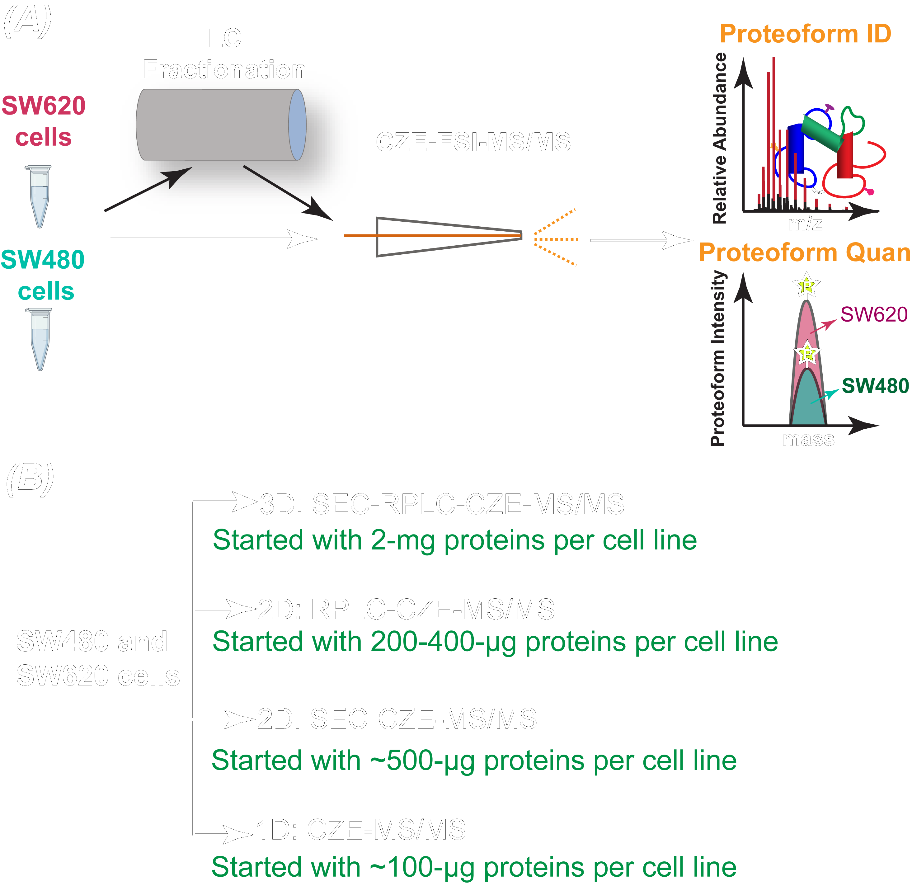 Multi-dimensional liquid chromatography-capillary electrophoresis-tandem mass spectrometry to study proteoforms in nonmetastatic and metastatic colorectal cancer cell lines (SW480 and SW620 cells) for proteoform identification and quantification. 
