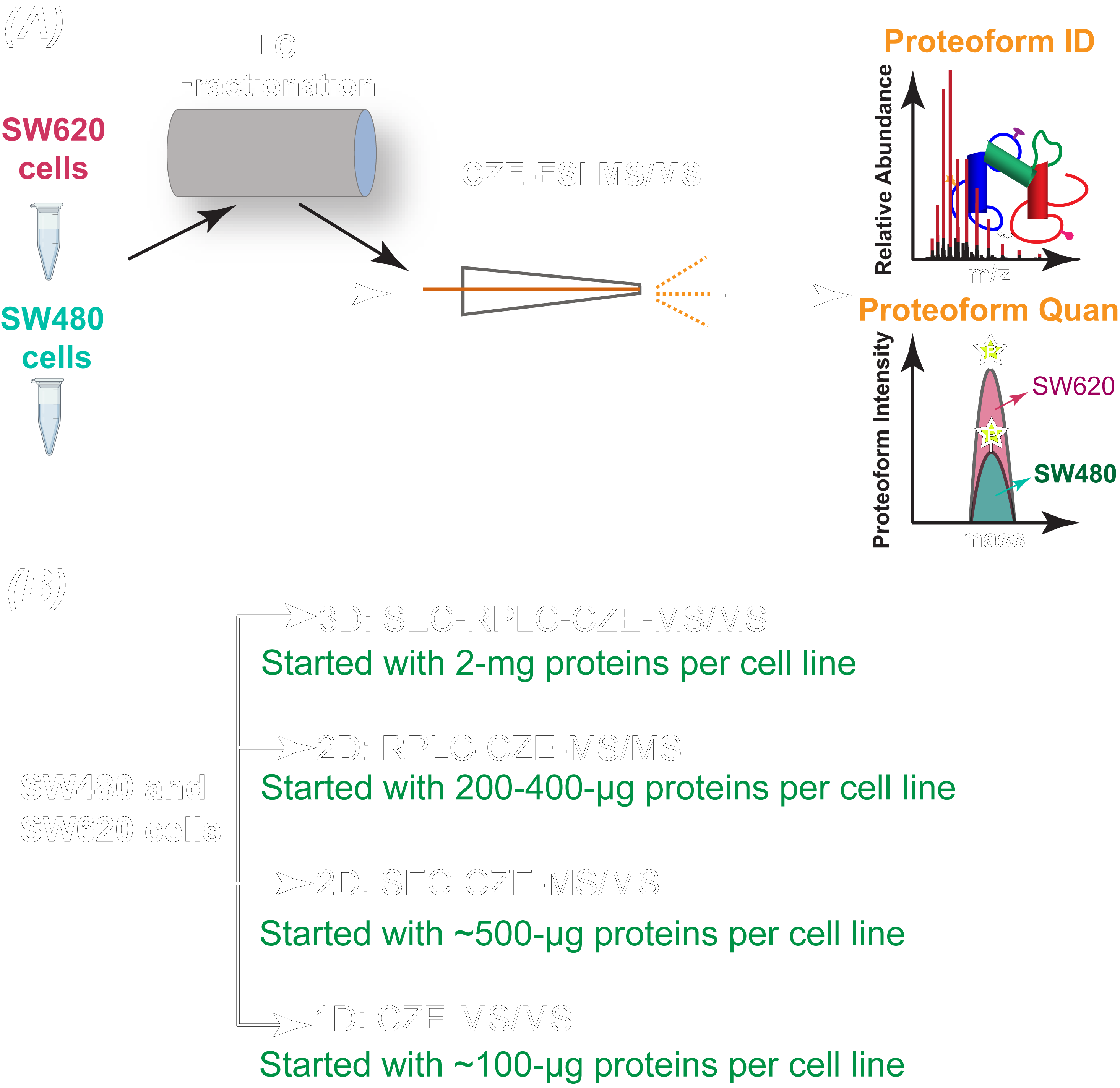 Multi-dimensional liquid chromatography-capillary electrophoresis-tandem mass spectrometry to study proteoforms in nonmetastatic and metastatic colorectal cancer cell lines (SW480 and SW620 cells) for proteoform identification and quantification.