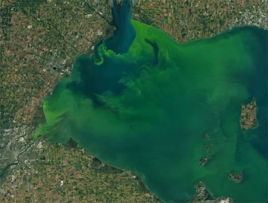 When agricultural runoff reaches water, it can fuel blooms of cyanobacteria that can produce toxic chemicals. This satellite image shows a bloom (in green) on Lake Erie in 2017. Credit: Joshua Stevens/NASA Earth Observatory 