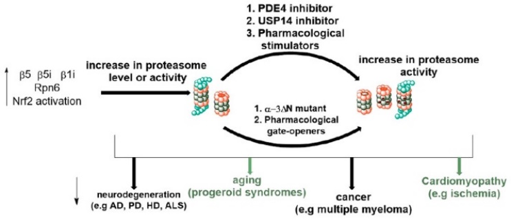 Proteasome activation as a new therapeutic approach to target proteotoxic disorders