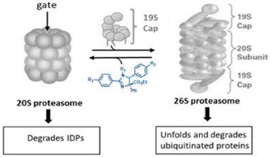 Small Molecule Modulation of Proteasome Assembly