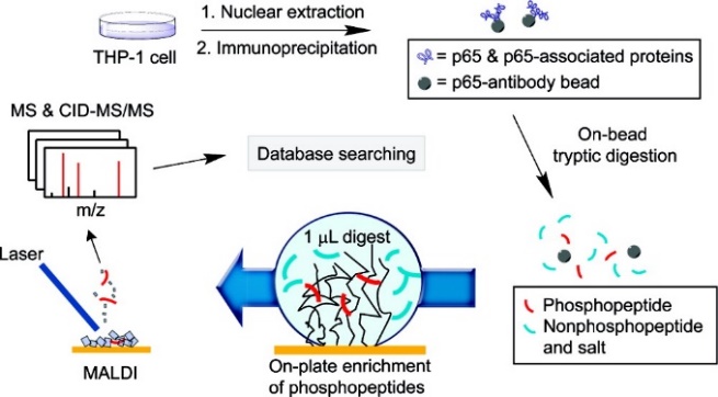 Identification of p65-Associated Phosphoproteins by Mass Spectrometry after On-Plate Phosphopeptide Enrichment Using Polymer-oxotitanium Films