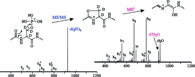 Mechanistic Insights into the Multistage Gas-Phase Fragmentation Behavior of Phosphoserine- and Phosphothreonine-Containing Peptides