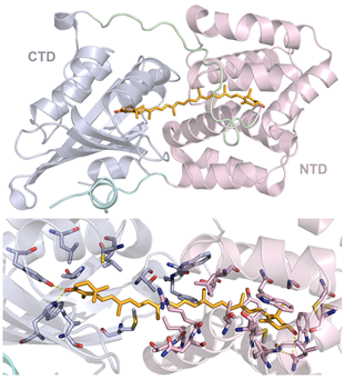 Structure of orange carotenoid protein and details of its 3'-hydroxyechinenone-binding site.