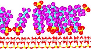 Pictorial representation of the simulated PFASâ€“kaolinite models. 