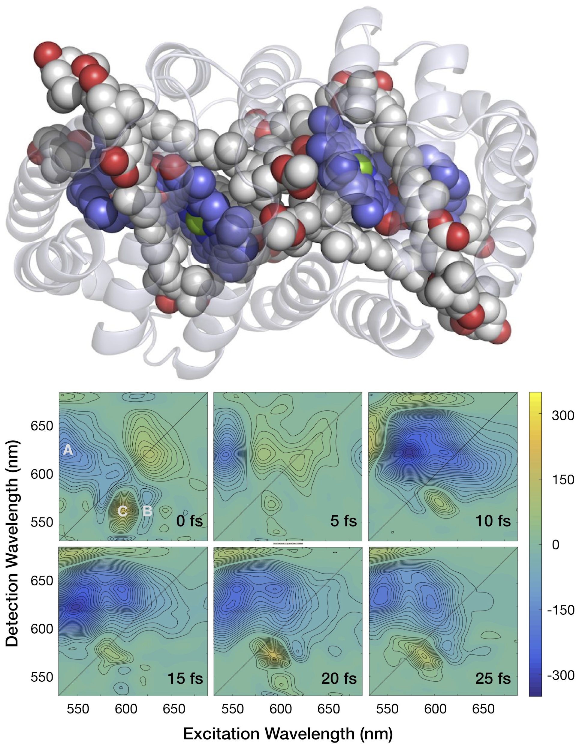 Figure 1. Peridinin–chlorophyll a protein and 2DES spectra obtained with 8 fs pulses.