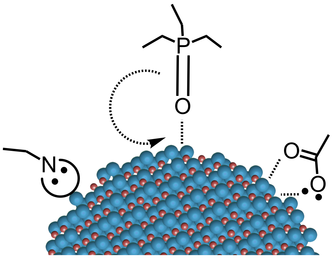 Figure 3. Surface-capping ligands for CdSe quantum dots.