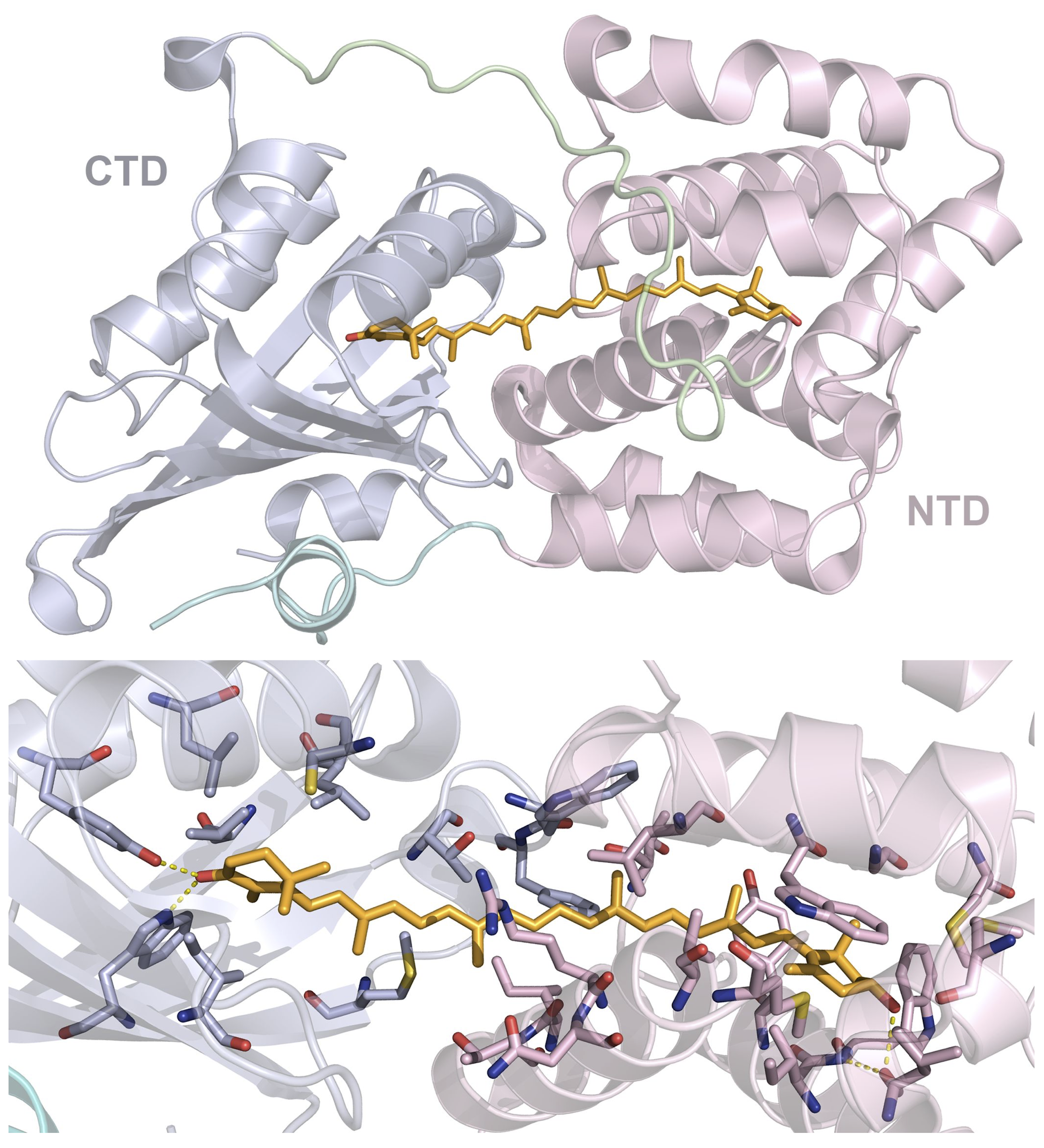 Figure 2. Structure of orange carotenoid protein and details of its 3'-hydroxyechinenone-binding site.