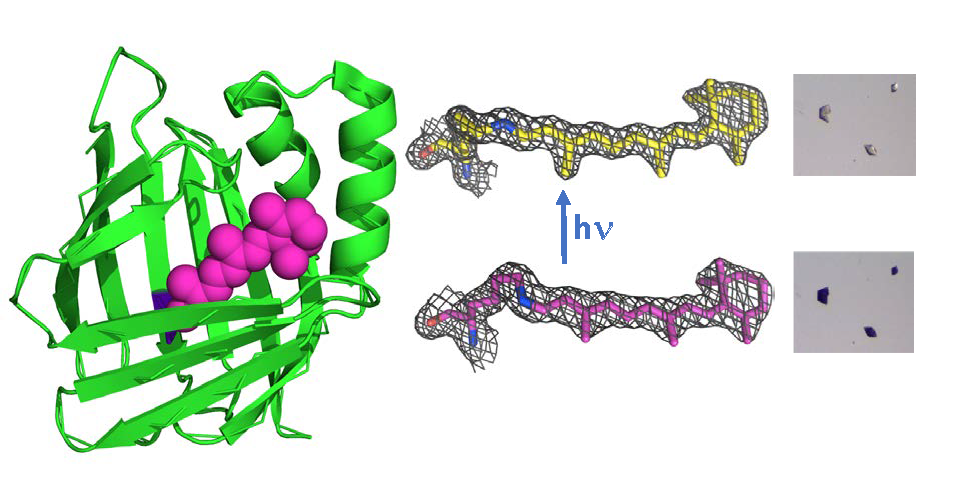 The structure of a retinalbound hCRABPII variant. Right, pictures of crystals of an hCRABPII variant before (top) and after (bottom) UV irradiation. Center, the electron density map of retinal bound to an hCRABPII variant before (top) and after (bottom) irradiation with UV light showing specific photoisomerization in the single crystal that gives rise to the color change.