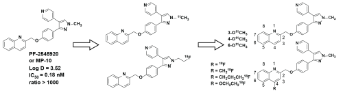A scheme demonstrates the development of 18F and 11C PET radiotracers for PDE10A, from MP-10, a potent and highly selective PDE10A inhibitor, the first generation of tracers were labeled on the pyrazole moiety, and to improve metabolic stability, the second generation tracers were labeled on the quinoline.