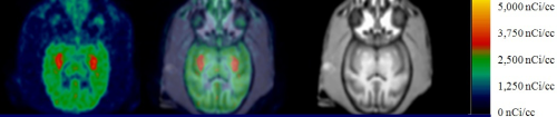 PET imaging results of Rhesus monkeys using [11C]MP-10, a representative summed image from 0 to 120 min is overlay with MRI images to accurately identify the regions of interest, caudate and putamen.