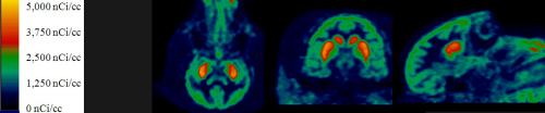 Representative summed image of [18F]FEMP-10, axial, coronal, and sagittal images of a monkey's brain.