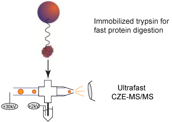 Immobilized trypsin-CZE-MS/MS for highthroughput proteomics.