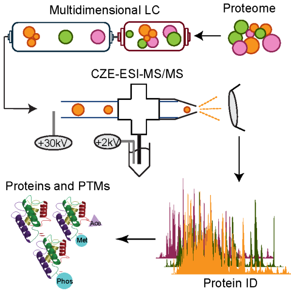 Multi-dimensional LC-CZE-MS/MS for highresolution and ultrasensitive proteomics.