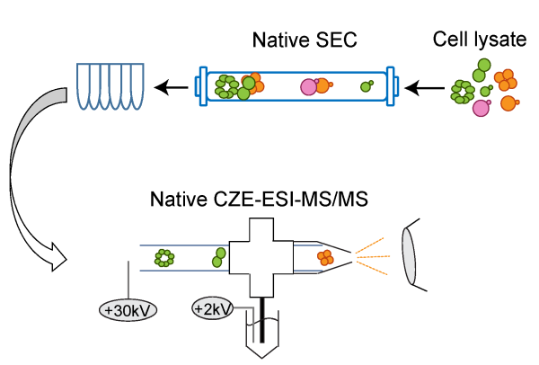 SEC-CZE-MS/MS for native proteomics.