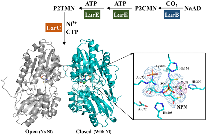 Figure 2. Biosynthesis of the NPN cofactor (upper) and the crystal structure of LarALP (lower).