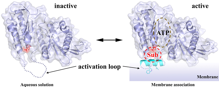 Figure 3. Activation loop (cyan) acts as a membrane sensor governing the activity of PIPKs.