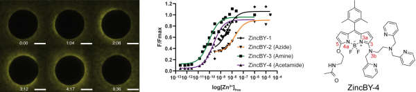 Metal fluxes controlling fertilization. Left: live-cell fluorescence zinc imaging demonstrates that fertilization of X. laevis oocytes induces a zinc spark, which was first observed in mammalian models (Seeler et al., Nat. Chem. 2021). Middle and Right: to quantify and map labile pools of metals, our lab develops metal-responsive probes, such as the ZincBY family of zinc-responsive fluorescent probes (Garwin et al. J. Am. Chem. Soc. 2019).